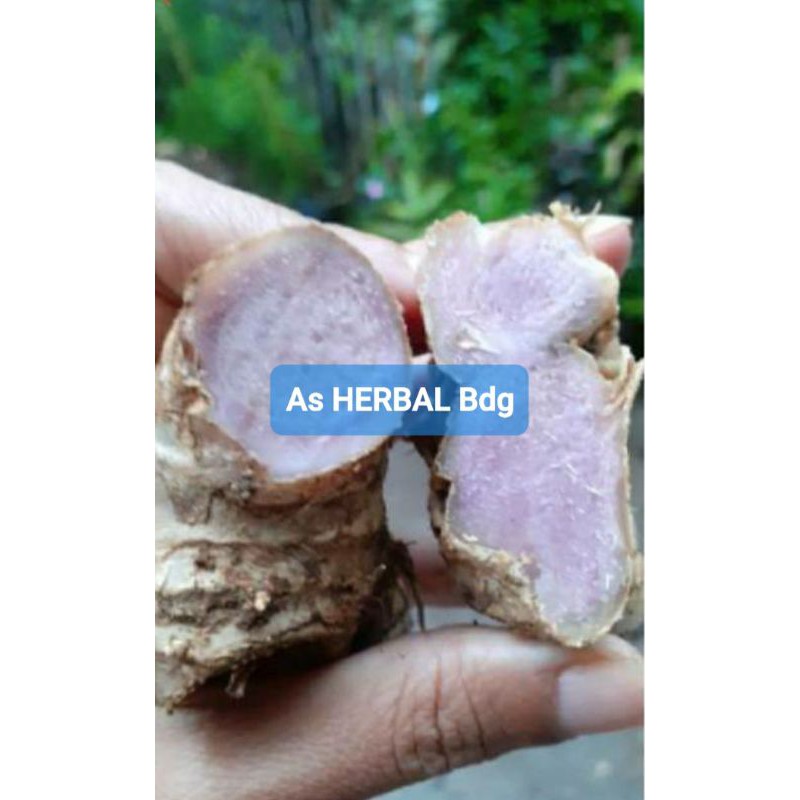 

Rimpang bangle hitam temu ireng temu hitam panglai hitam segar 200 gram-az