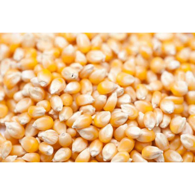 

jagung popcorn 250 gram
