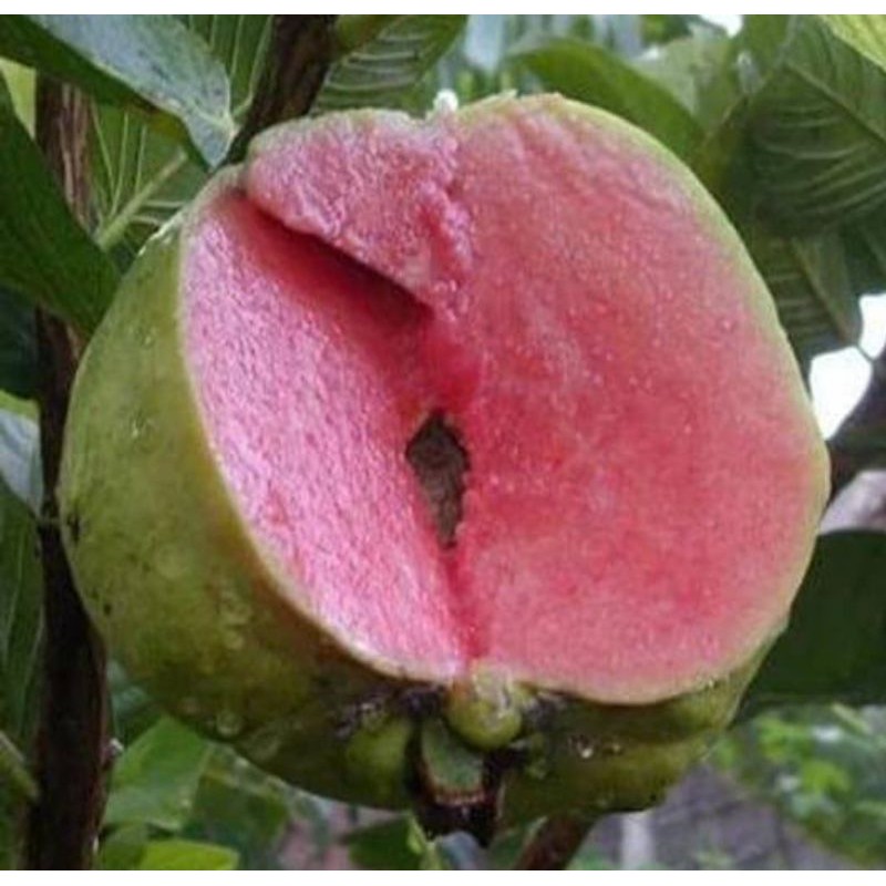 BIBIT JAMBU KRISTAL MERAH / jambu sukun merah