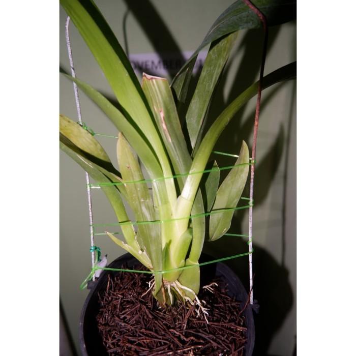 Oncidium Sharry Baby "Sweet Fragrance"