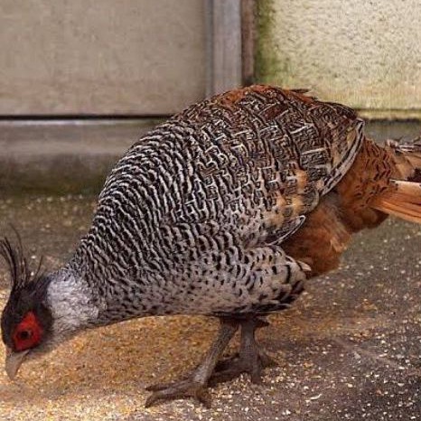

TELUR AYAM HIAS RINGNECK CHEER PHEASANT FERTIL UNTUK DITETASKAN