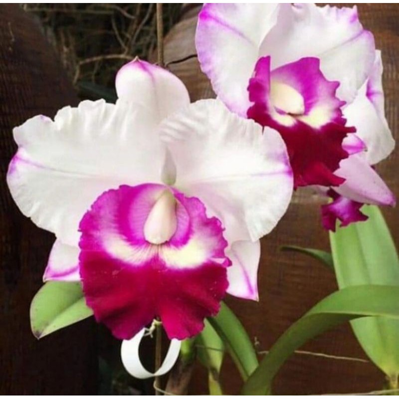 Anggrek Cattleya Dewasa Bunga Putih Lidah Pink Siap Spike - Pohon Anggrek Cattleya