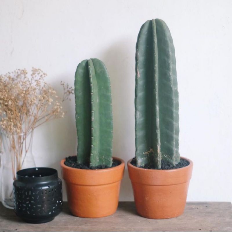 Kaktus Koboi Premium Mulus 25 - 35cm Kaktus Hidup Kaktus Sukulen Kaktus Hidup Tanaman Hias Kaktus Su