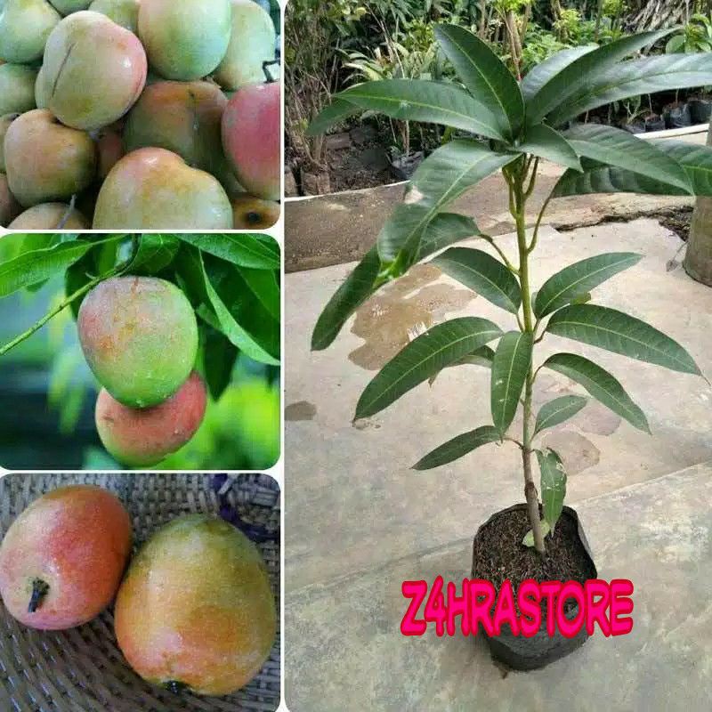 Bibit Mangga Gincu / tanaman bibit mangga gincu / bibit tanaman buah-buahan
