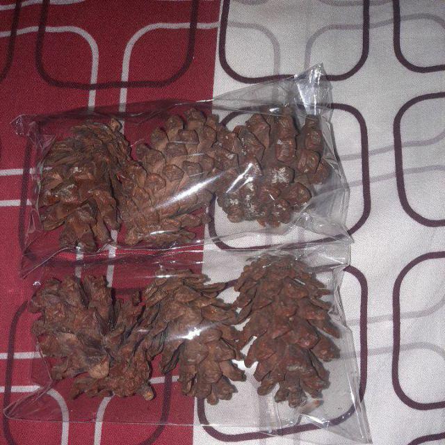 Pinecone / Pinus Kecil