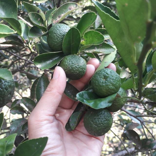 

TERMURAH Jeruk sate/jeruk limau 1KG