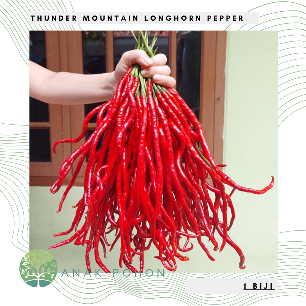 Benih Bibit Biji - Cabai Thunder Mountain Longhorn Pepper Seeds (Cabe Terpanjang di Dunia) Pepper Seeds