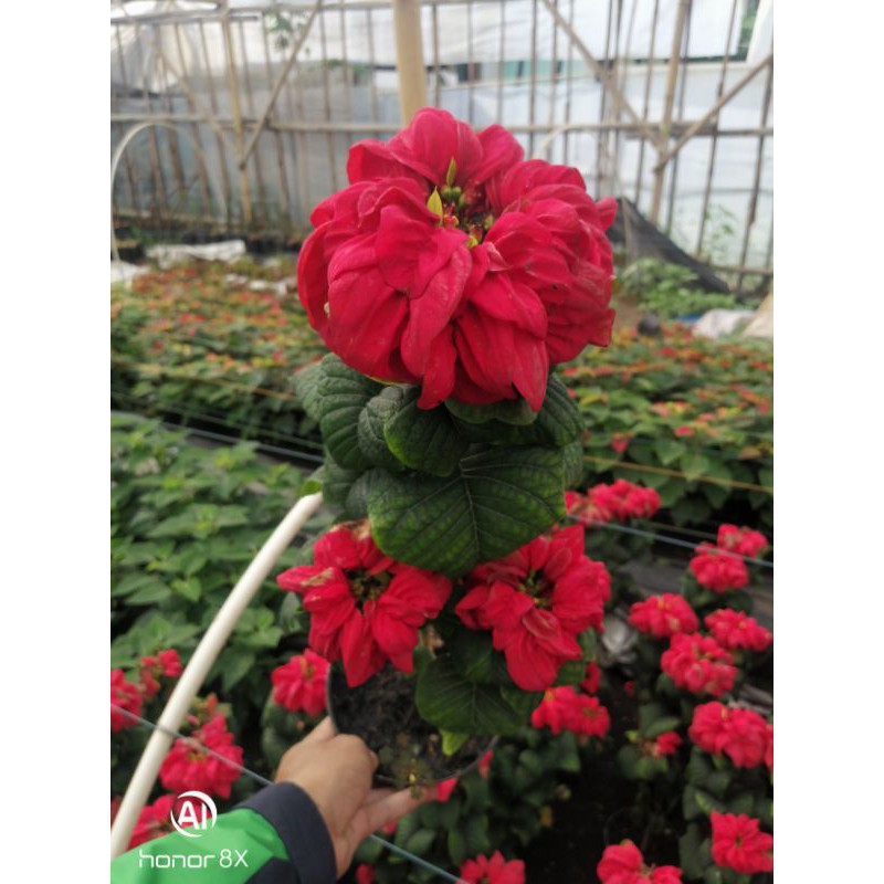 Tanaman Hias Kastuba Mawar