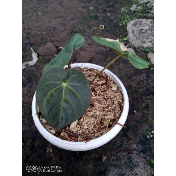 Anthurium Dressleri Original