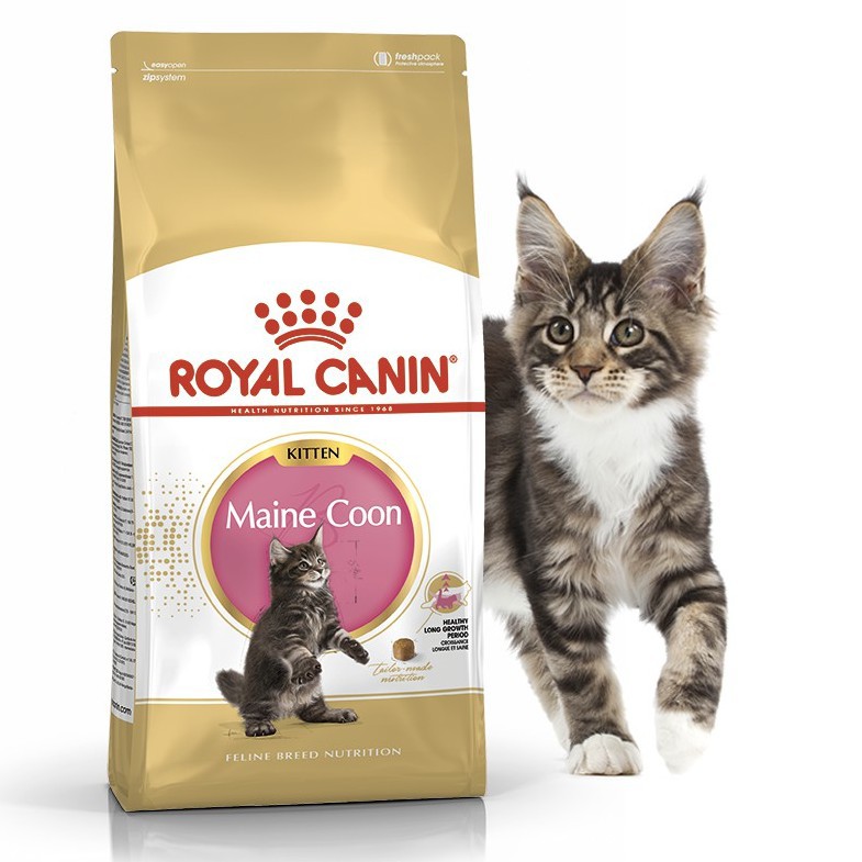 royal canin mainecoon kitten 400gr makanan kucing maine coon