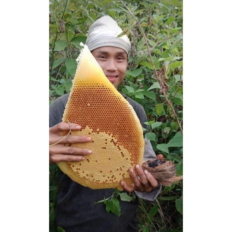 

Madu Hutan Asli Kabupaten Tasikmalaya