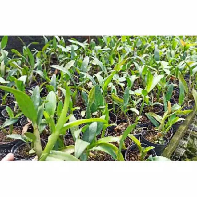 anggrek dendrobium keki/splitan