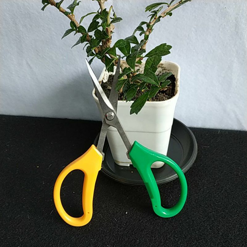 gunting pruning pemangkas daun bonsai