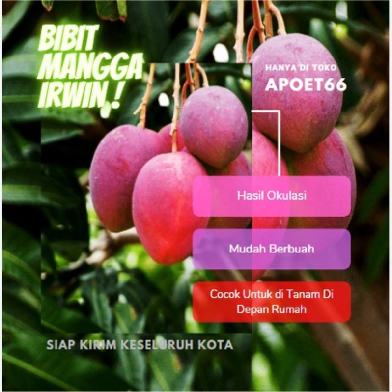Siap Kirim Bibit Tanaman Mangga Irwin/Mangga Ungu/ Mangga Irwin/Bibit Mangga Irwin Murah