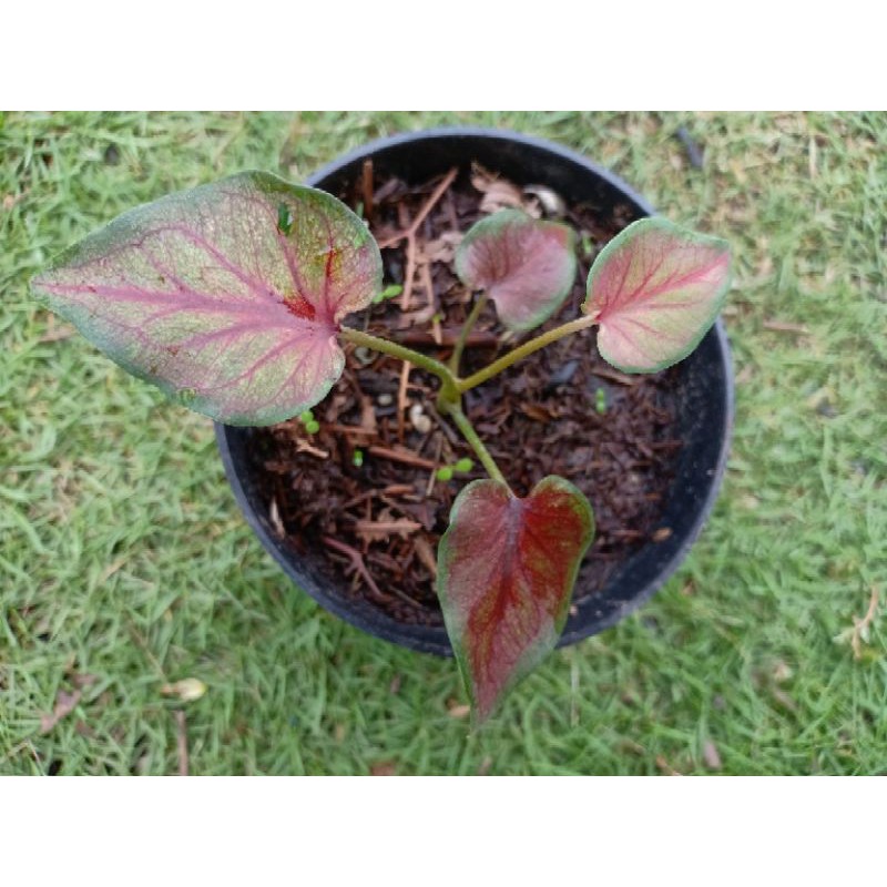Bibit Caladium NN Hybrid Thailand Persilangan Red/White Stone Keladi Impor Tanaman Hias