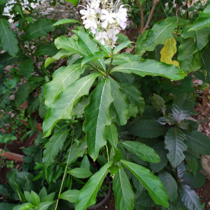 

Daun Srigunggu | Bubuk | 500gr