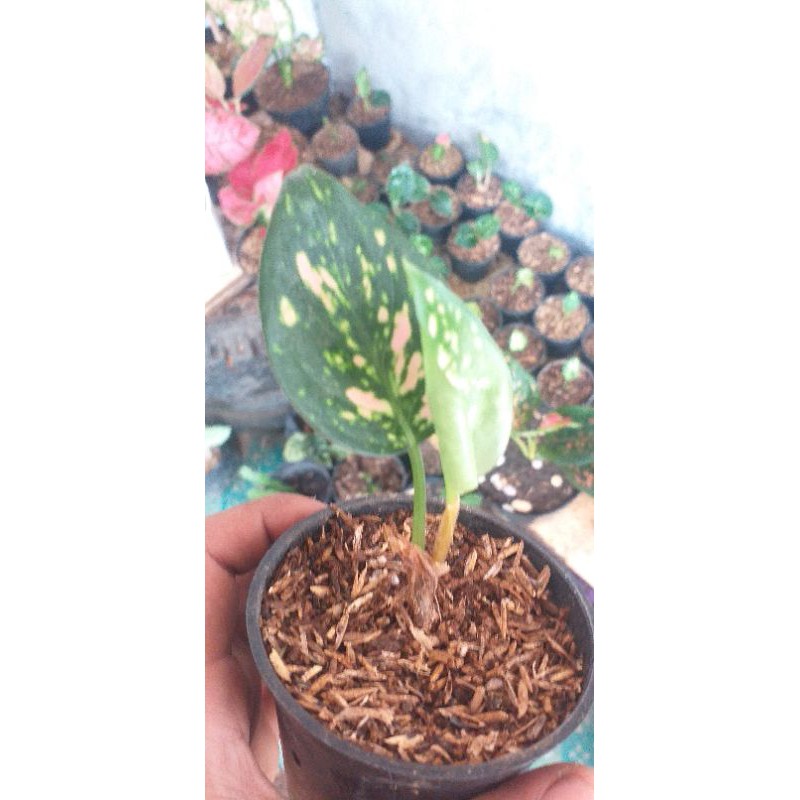 

bibit aglonema lady valentine