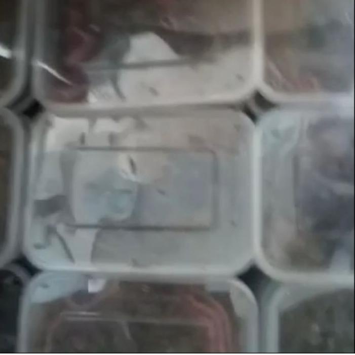 ☑ Cacing Nipah ☆