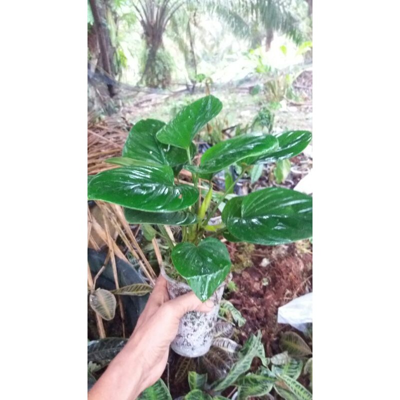 Homalomena Green Sp Sumatera|Mewah|Cantik