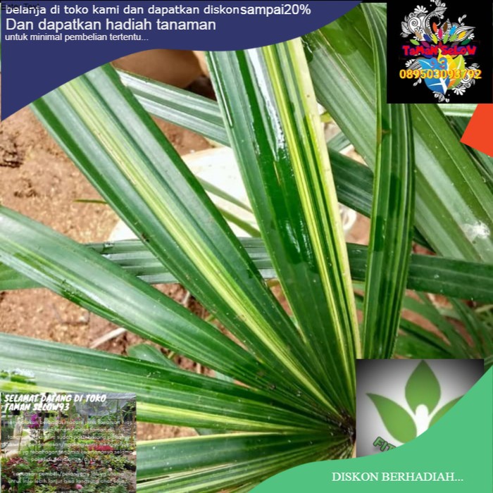 Pohon Palem Regu Varigata - Tanaman Hias Pohon Regu Varigata / Palem