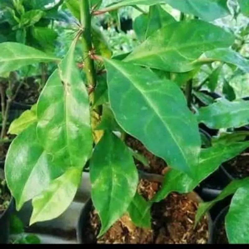 

daun 7 bilah jarum tujuh bilah jarum herbal segar