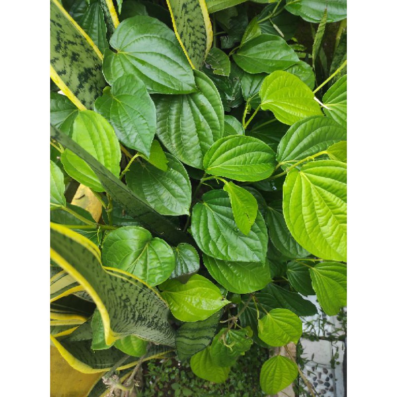 

Daun Sirih Petik Segar