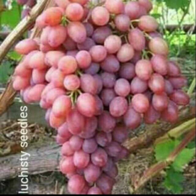 Bibit Anggur Import LUCHISTY SEEDLESS Grafting