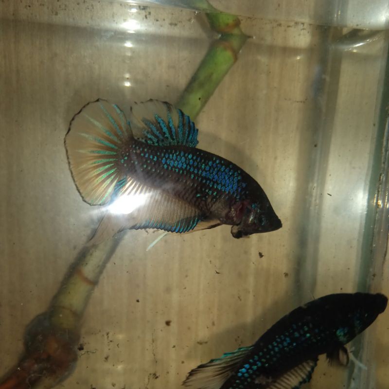 wild betta splendens yellow hybrid