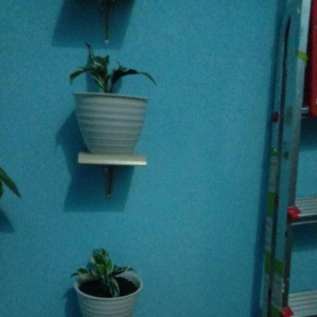 Tanaman Hias Calathea Fusion - Maranta Tisu- Meranti Kapas