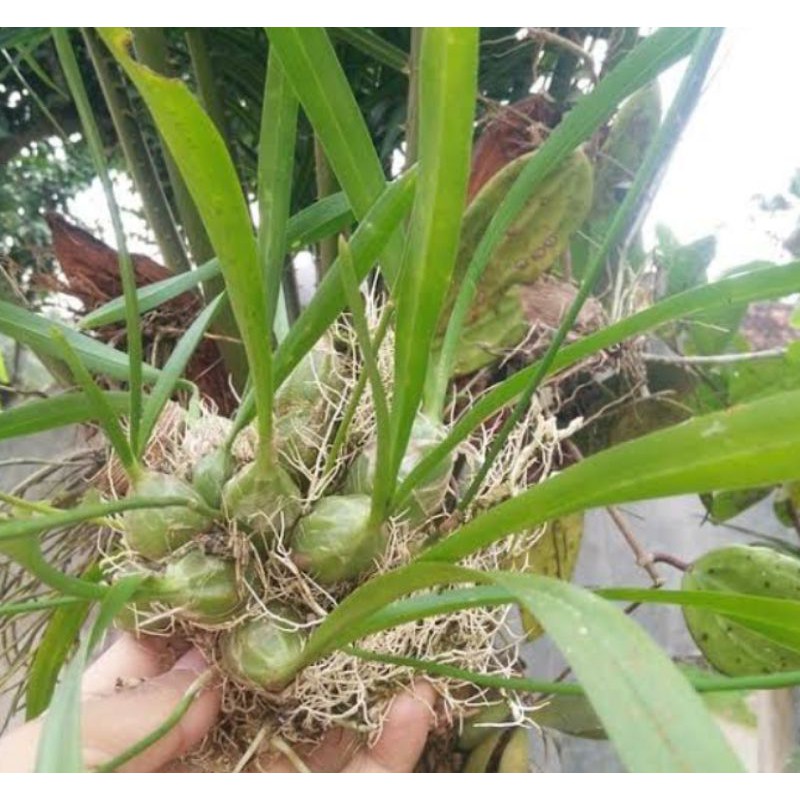 Bibit Anggrek merpati hutan liar