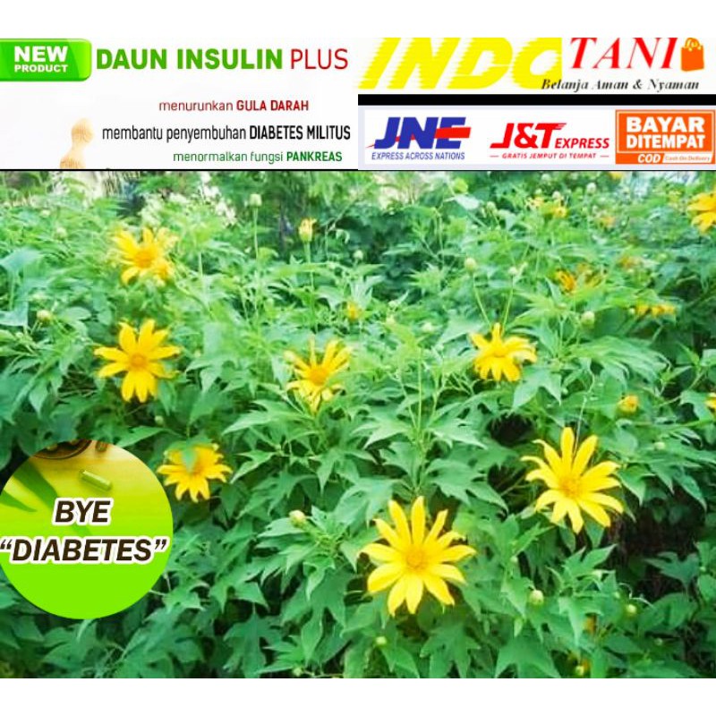 Daun Insulin / =Obat herbal / Obat Diabetes /