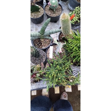 paket skulen mix medusa + kaktus