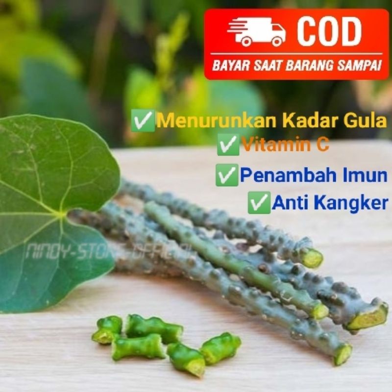 

Ramuan Alami Sapih ASI Dan Ramuan Herbal Brotowali / Butrowali Segar Penambah Imun Alami Si Pahit Kaya Manfaat