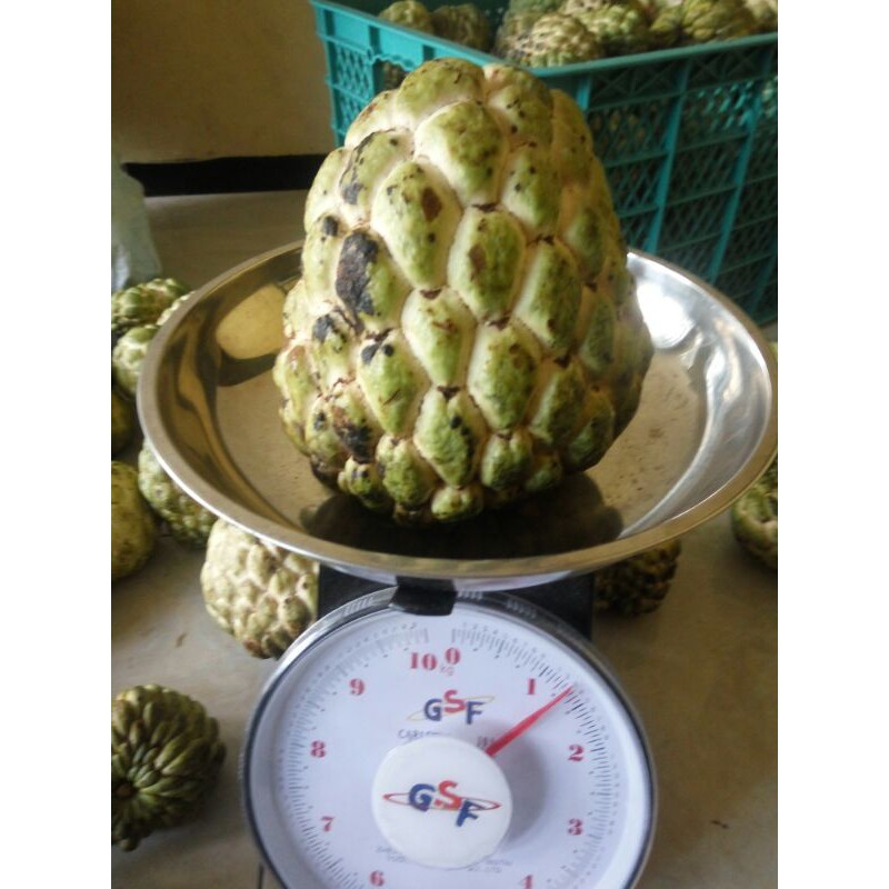 

buah srikaya sultan jumbo segar 1kg