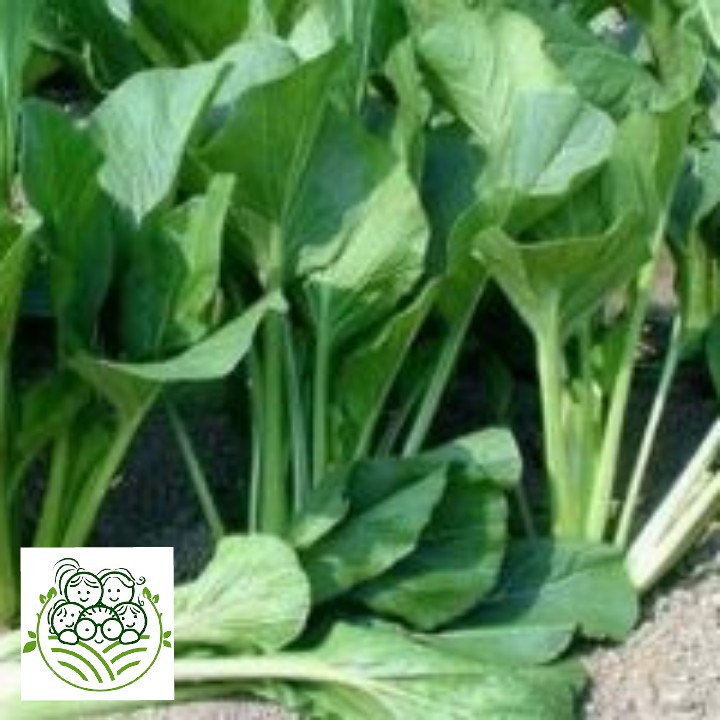

Sayur Organik Surabaya - Sawi Kaylan 200 Gram