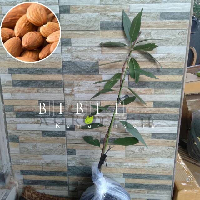 Bibit Kacang Almond Asli Okulasi