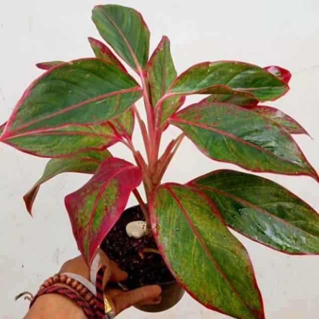 Tanaman hias aglonema lipstik lokal-benih bibit aglonema lipstik