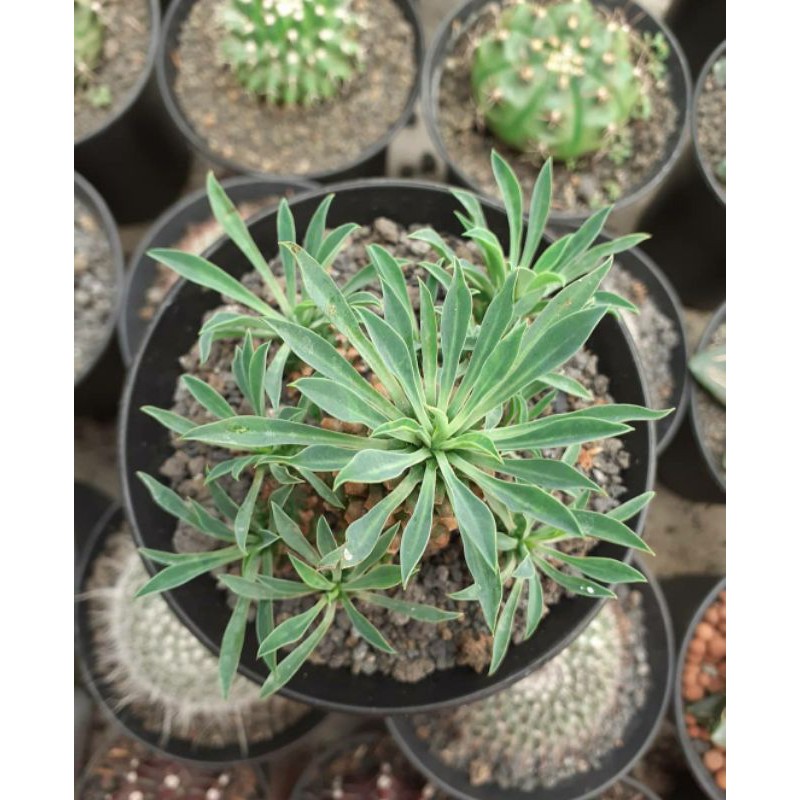 euphorbia kirin cluster