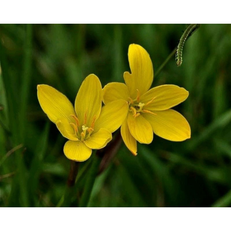 Bunga Rain Lily Citrina Umbi Lily Hujan Kuning