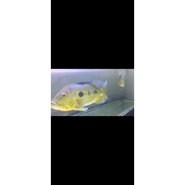 pbass orinoco pure , peacock bass orinoco11cm