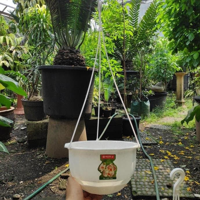 Pot Bunga Gantung Lion Star Gardenia 8 warna putih pot gantung putih