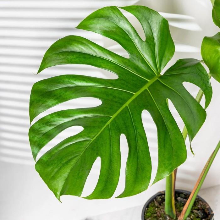 Promo Real Monstera/Monstera King/Monstera King Deliciosa