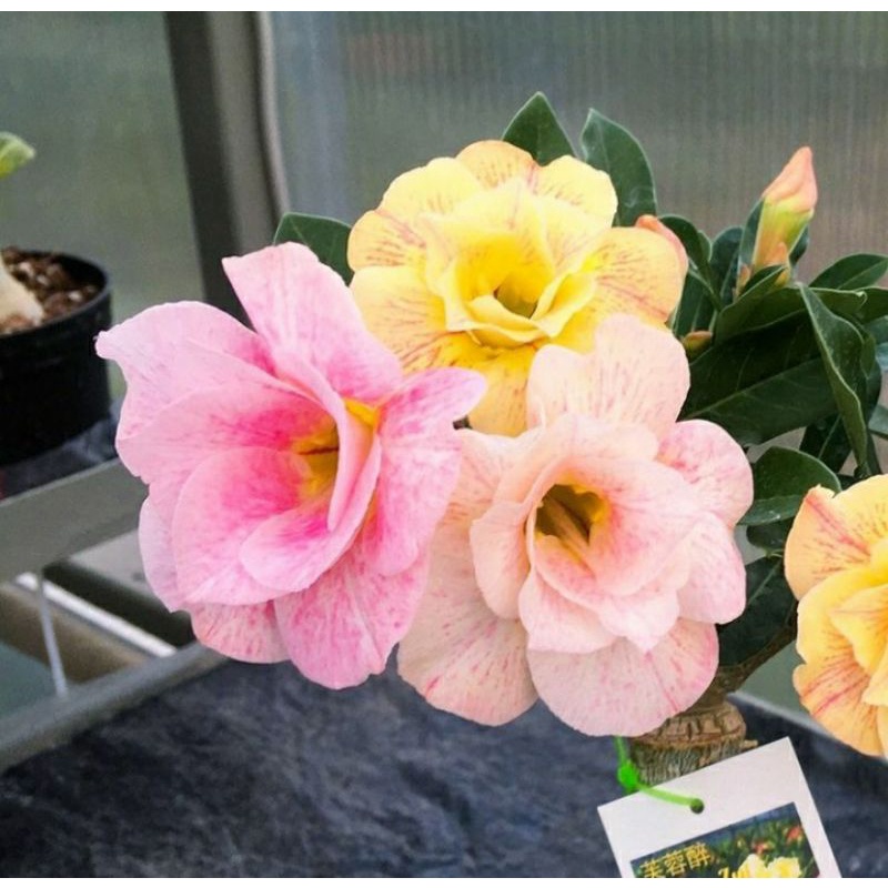 1 pohon 3 jenis bunga adenium kamboja jepang bunga tumpuk