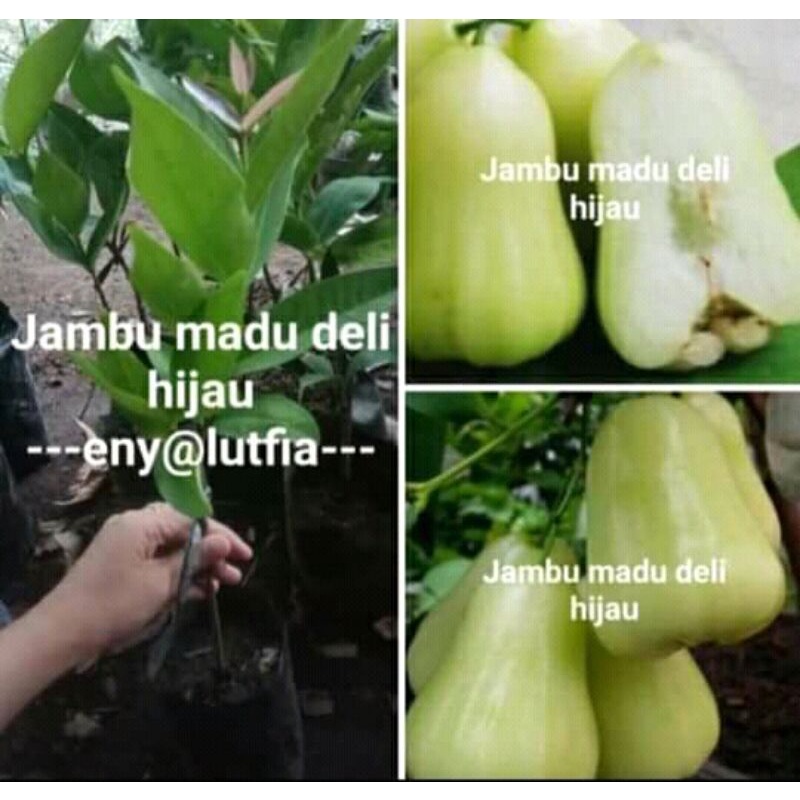 Bibit Jambu madu deli hijau