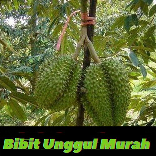 Bibit durian petruk super