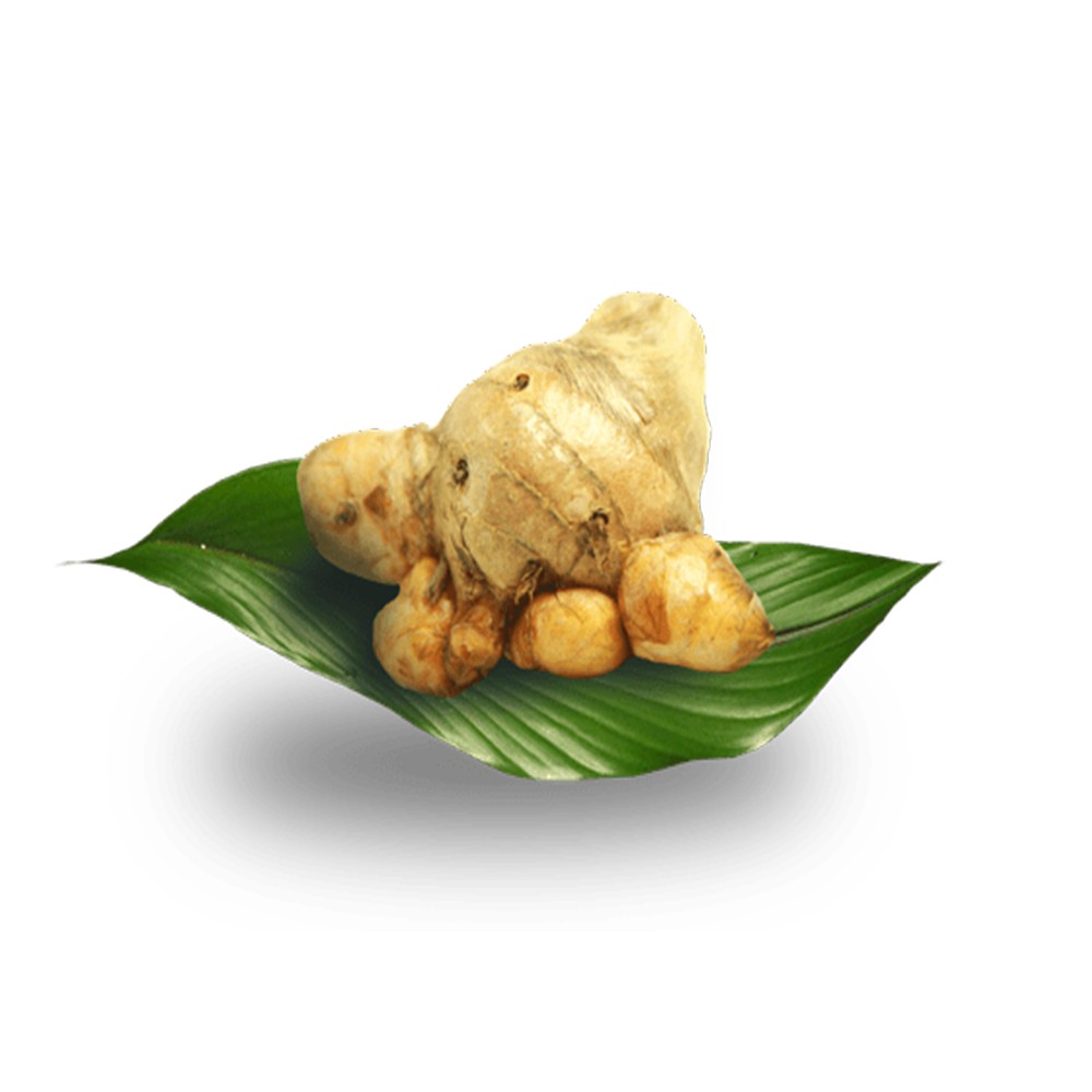 

TEMULAWAK 500GR JAMU REMPAH EMPON EMPON BUMBU DAPUR KESEHATAN HERBAL
