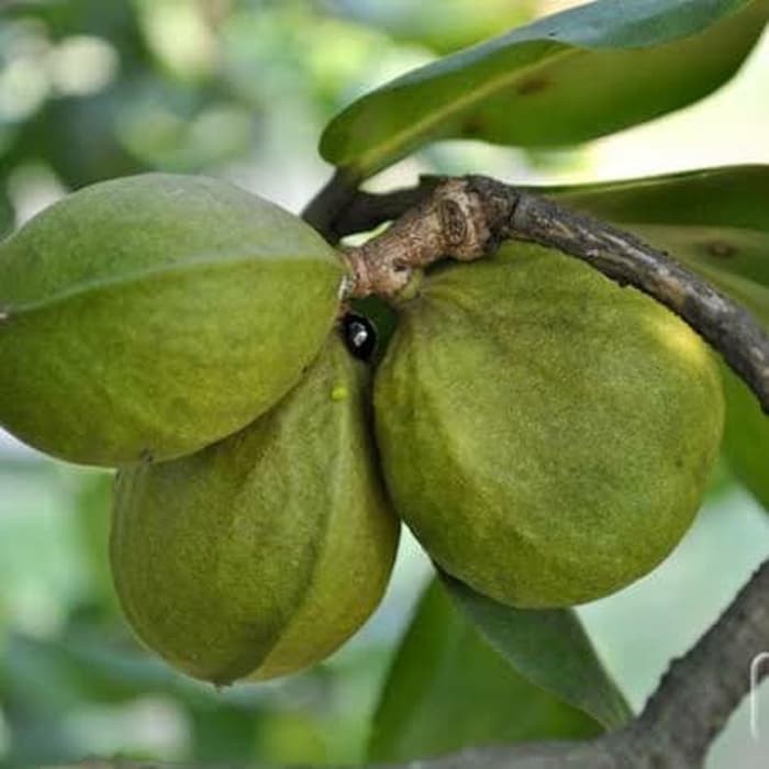 Buah gayam obat kanker