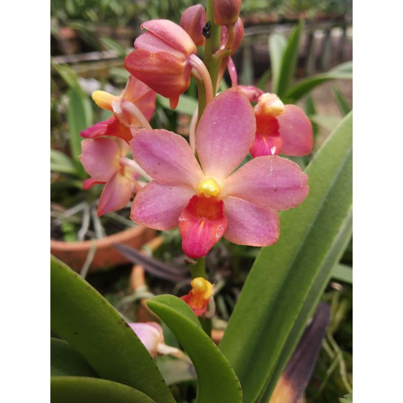 

ascovandoritis prapin