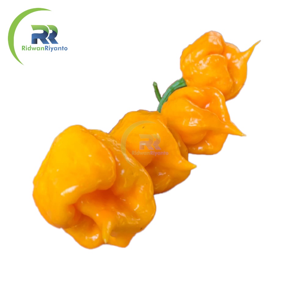 BIJI Benih Cabai CAROLINA REAPER Yellow Cabe Terpedas Nomor 1 di Dunia Versi Guinness World Record