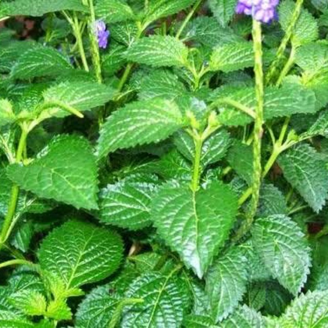 

Daun jarong/pecut kuda 1 kg